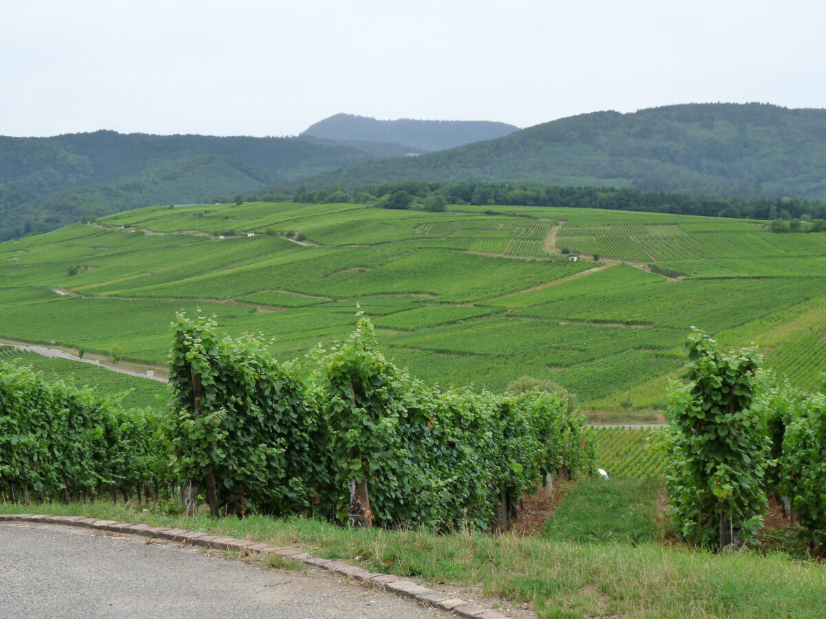 Виноградники коммуны Зелленберг, департамент Верхний Рейн, Франция. 2012 год.