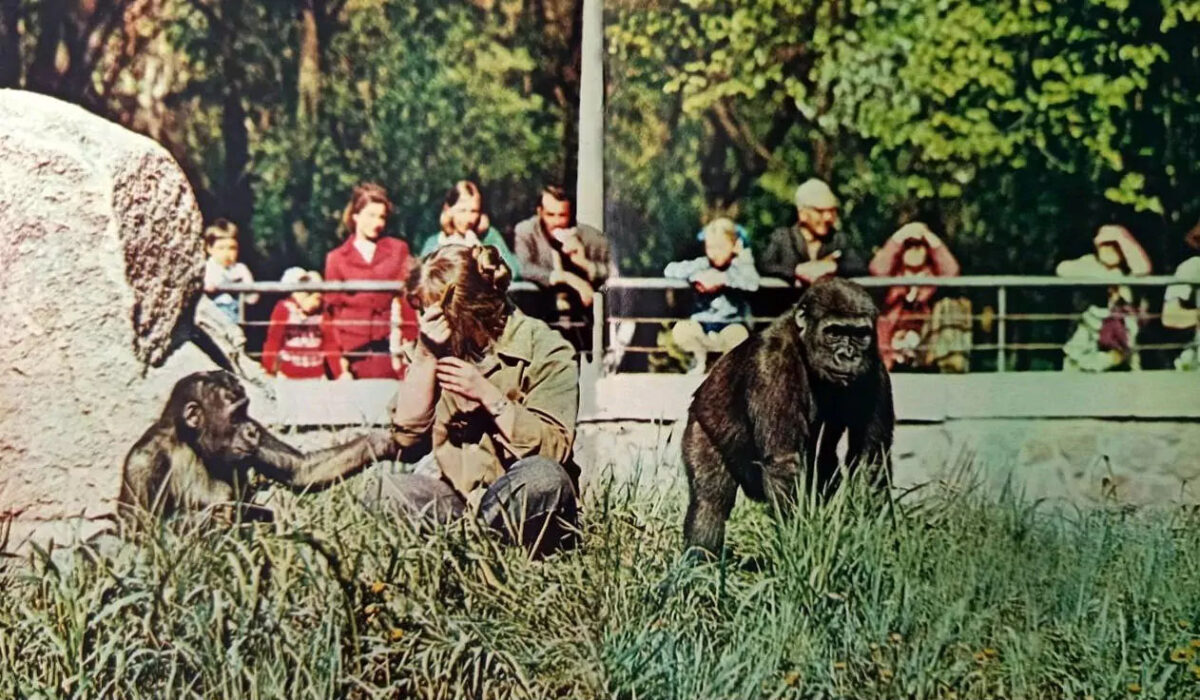 СССР, УССР, Киев, 1970-е годы. Обезьяний вольер Киевского зоопарка, Шевченковский район.